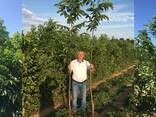 Chandler - Fernor Walnut Saplings (Tree) - фото 1