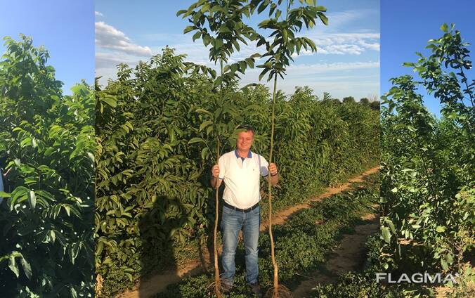 Chandler - Fernor Walnut Saplings (Tree)