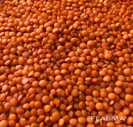 Чечевичная Крупа (шлефованная)