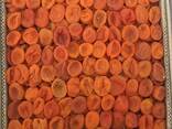 Dried Apricot 8 - фото 2