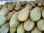 Дыня - фото 1
