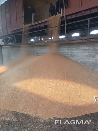 Фурӯши гандуми синфҳои 3, 4 ва 5