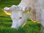 GFO LIFE кормовая добавка для Коровы, телята, КРС - фото 1