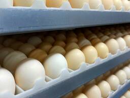 Инкубационные яйца Ross-308