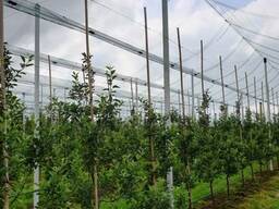 Интенсивные сады под ключ - европейская технология