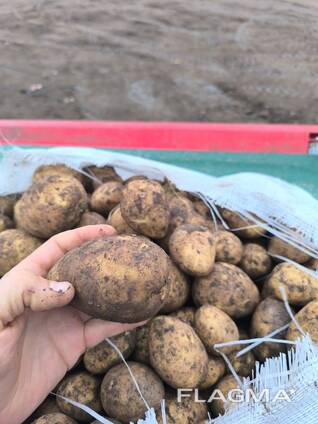 КАРТОФЕЛЬ. МОРКОВЬ. КАПУСТА.