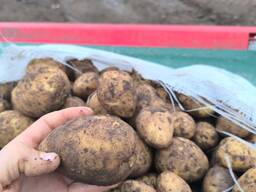 КАРТОФЕЛЬ. МОРКОВЬ. КАПУСТА.