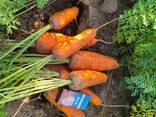 КАРТОФЕЛЬ. МОРКОВЬ. КАПУСТА. - photo 14