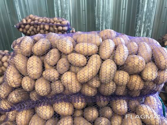 Картошкаи лаҳистонӣ: Vineta, Soraya, Queen Anne ва дигарон.