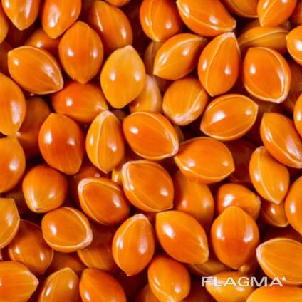 Красное просо урожай 2024 года