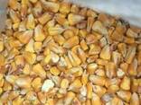 Кукуруза / Corn cobs - фото 1