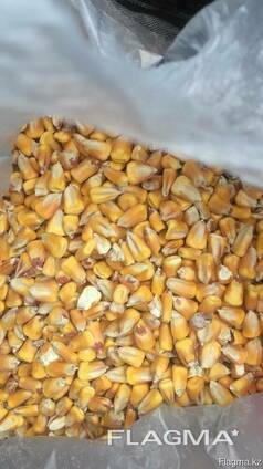 Кукуруза / Corn cobs