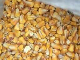 Кукуруза / Corn cobs