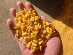 Кукуруза фуражная ГОСТ