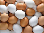 Куриные яйца - фото 2