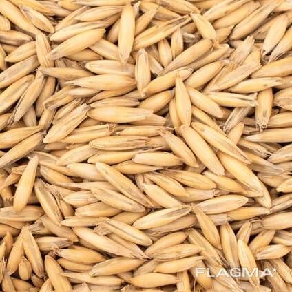 Овес урожай 2024 года