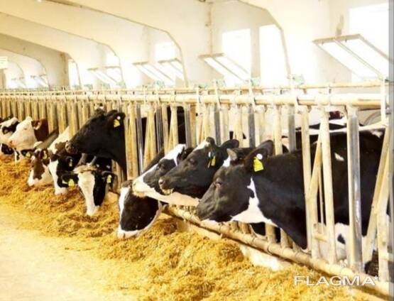 Племенной КРС