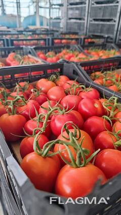 Помидоры из Туркменистан на экспорт