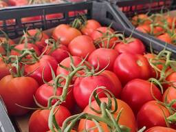 Помидоры из Туркменистан на экспорт