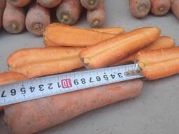 Продам морковь