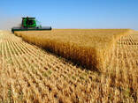 Пшеница 3, 4 кл. , крупы /горох, гречка/, мука - фото 1
