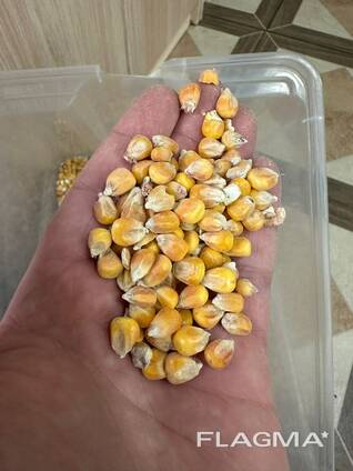 ПШЕНИЦА. ЛЁН. ЯЧМЕНЬ. ИТД.