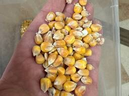 ПШЕНИЦА. ЛЁН. ЯЧМЕНЬ. ИТД.