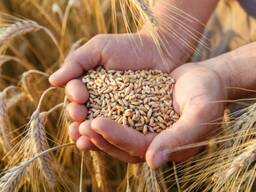 Пшеница мягкая 3-4 класса- экспорт DAP ст. Сары-Агаш