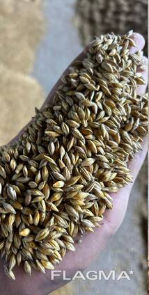 ПШЕНИЦА. САФЛОР. ЛЁН. ЯЧМЕНЬ. ИТД.