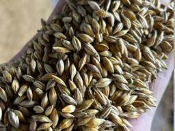 ПШЕНИЦА. САФЛОР. ЛЁН. ЯЧМЕНЬ. ИТД.