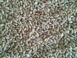 Пшеница - Wheat - фото 1