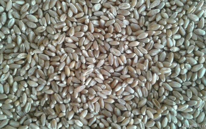 Пшеница - Wheat