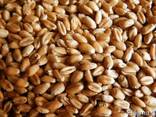 Пшеница, Ячмень - фото 1