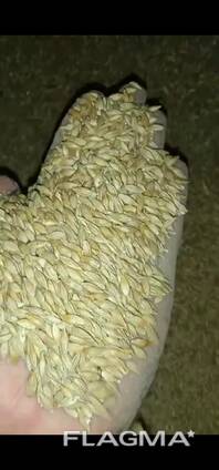 Реализуем ячмень