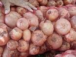 Репчатый Лук - фото 5
