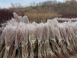 Саженцы плодовых деревьев производства Сербия