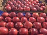 Себҳои полякӣ (Gala, Cortland, Szampion, Jonagold, Golden Delicious, Alwa ва дигарон) - фото 1