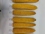 Семена кукурузы - фото 4